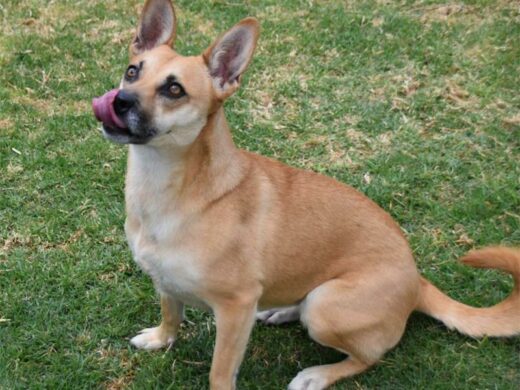 This mixed breed is amazingly friendly and sweet and gets on well with other doggies. She is around two years old. Kennel B9, Admin 56377.