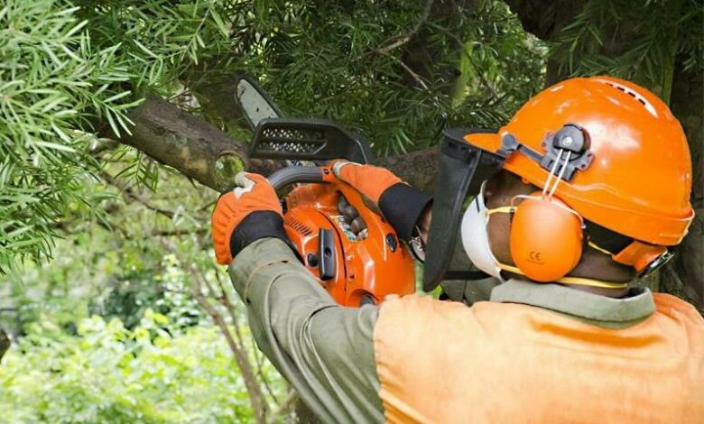 Johannesburg City Parks and Zoo will embark on the cutting of 312 trees in Parkhurst.