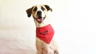 Lulu is a 17-months-old mixed-breed female.