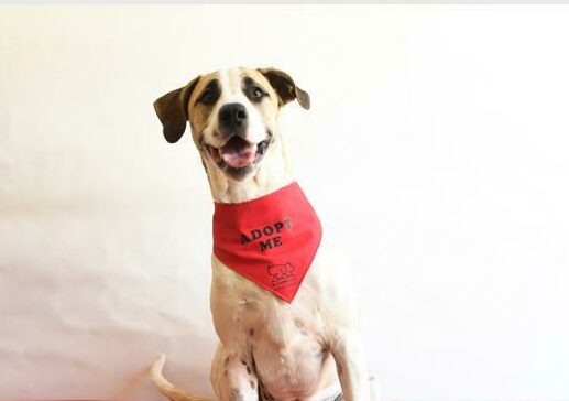 Lulu is a 17-months-old mixed-breed female.