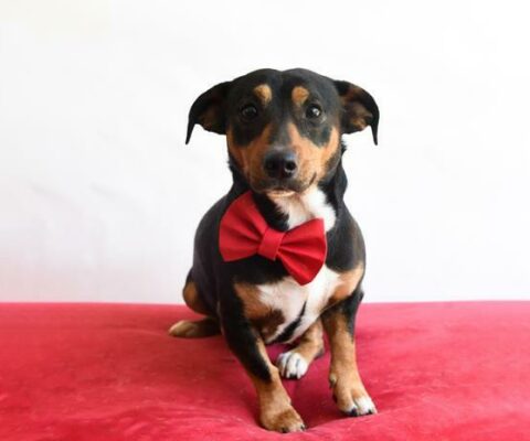 Spookie is a one-year-old male Jack Russel crossbreed.