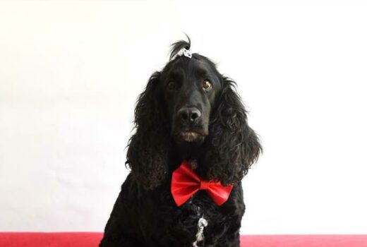 Spring is a five-year-old male spaniel.