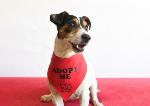 Vivi is a four-year-old female fox terrier.