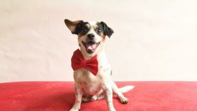 Buddy is a three-year old male chihuahua.