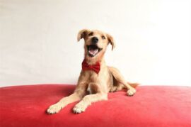 Pablo is a two-year-old male mixed-breed.