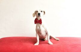 Popcorn is a nine-year-old male Jack Russell cross breed.