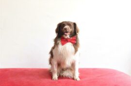 Preston is a one and a half year old mixed breed.