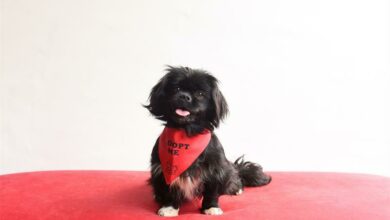 Roxy is a three-year-old female Pekinese.