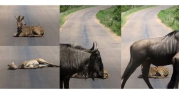 zebra crossing