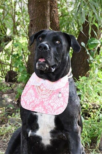 Find a furry friend at the Woodrock Pop-Up