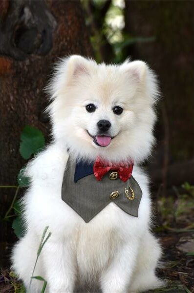 Find a furry friend at the Woodrock Pop-Up