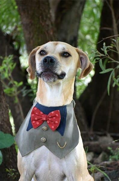 Adopt a dog at Woodrock Pop-Up