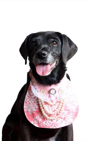 Adopt a dog from Woodrock.