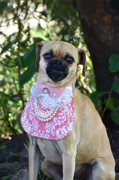 Find a furry friend at the Woodrock Pop-Up