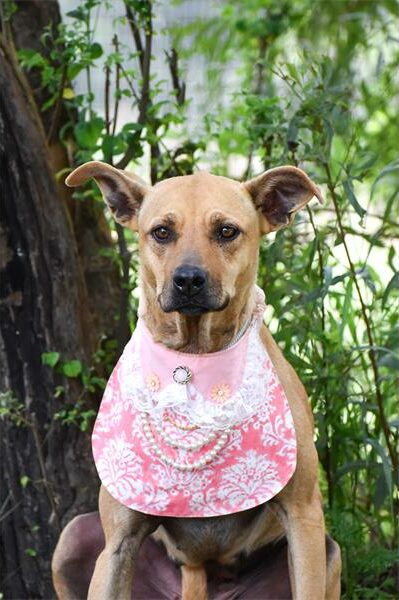 Find a furry friend at the Woodrock Pop-Up