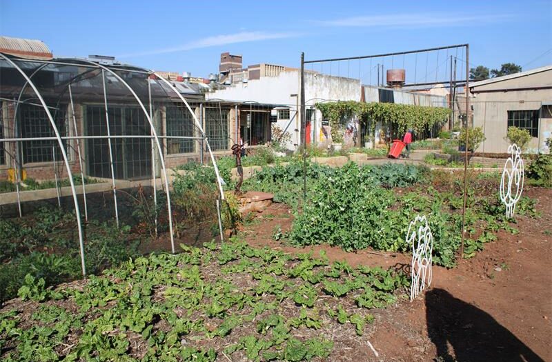 What began as a simple idea to grow fresh vegetables in the city has blossomed into a thriving urban farm that’s feeding a community and inspiring change.
