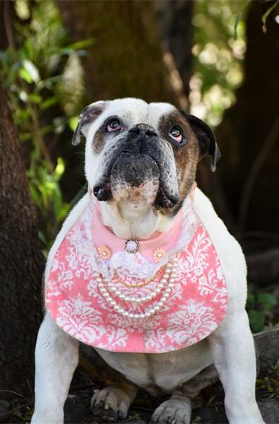 Make a furry friend.