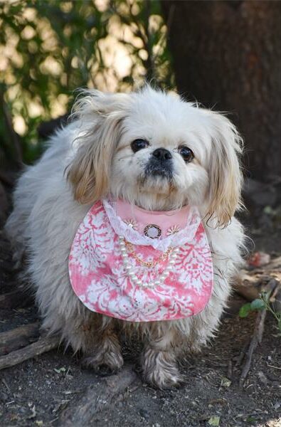 Adopt a dog from Woodrock Pop-Up