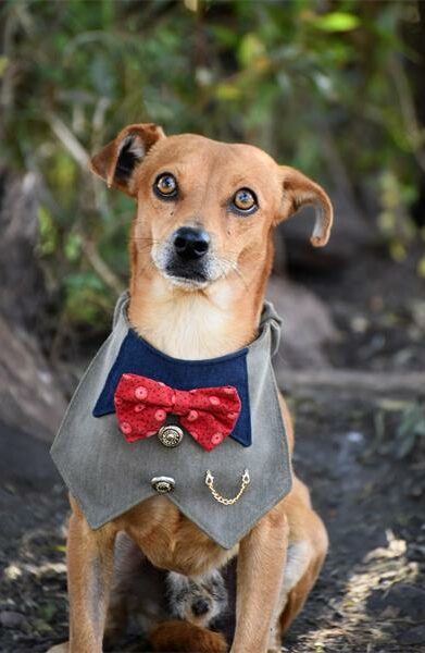 Adopt a dog at Woodrock Adoption