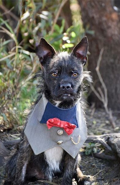 Find a furry friend at the Woodrock Pop-Up