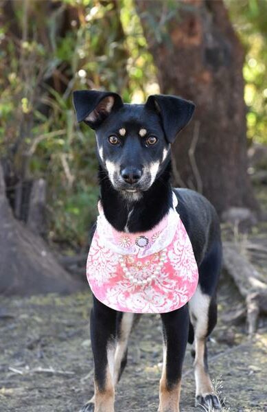 Find a furry friend at the Woodrock Pop-Up