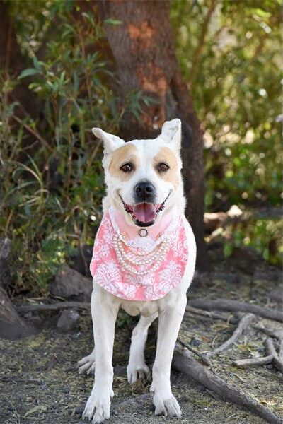 Find a furry friend at the Woodrock Pop-Up