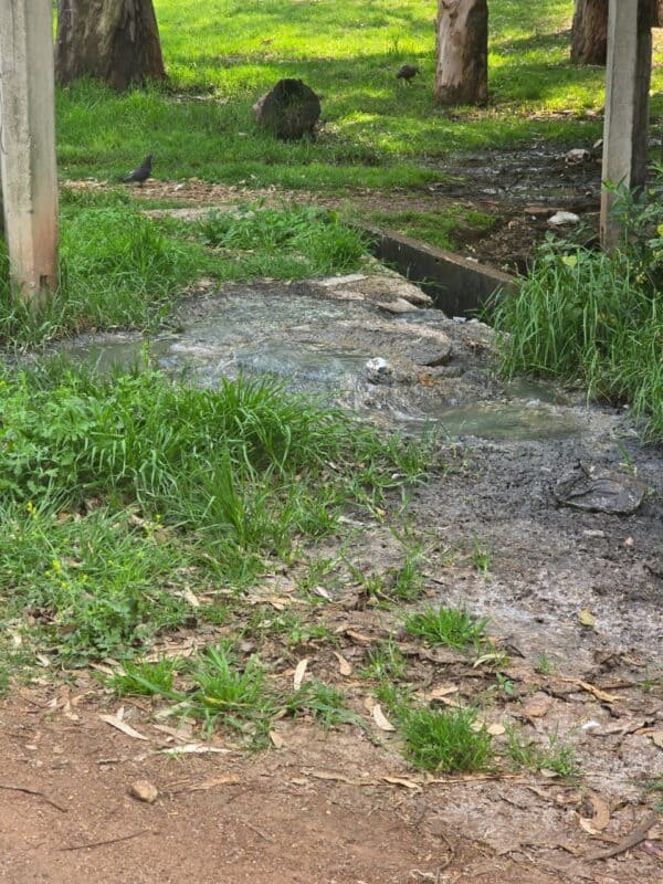 Already in a state of neglect, Pieter Roos Park, in Parktown, is now facing a fresh crisis as raw sewage flows through its grounds, leaving residents alarmed over health and environmental risks.