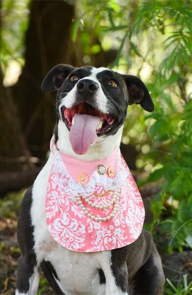 Find a furry friend at the Woodrock Pop-Up