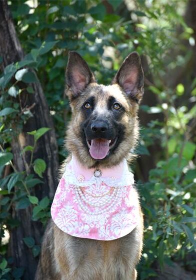 Adopt a dog at Woodrock Pop-Up