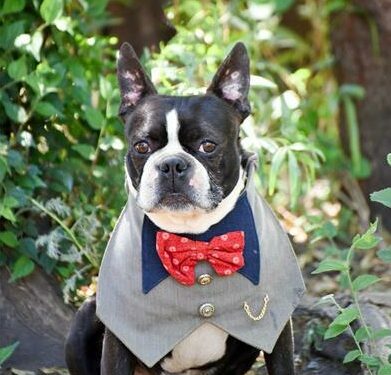 Adopt a dog at Woodrock.