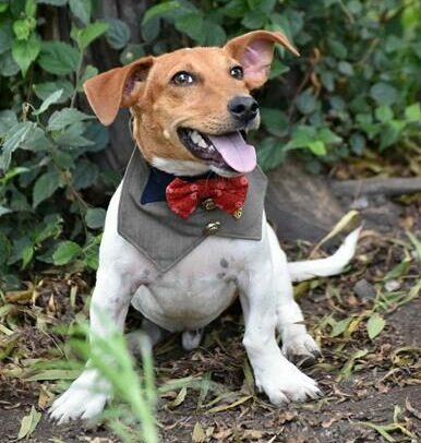 Knuckles is an 8-month-old male Jack Russell. Photo: Supplied