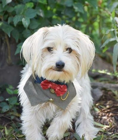 Adopt a dog at Woodrock | Rosebank Killarney Gazette