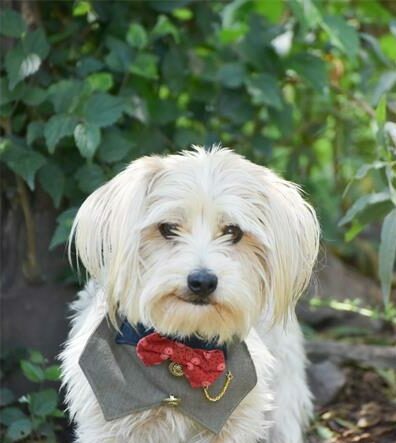 Find a furry friend at the Woodrock Pop-Up.