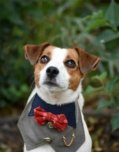 Find a furry friend at the Woodrock Pop-Up.