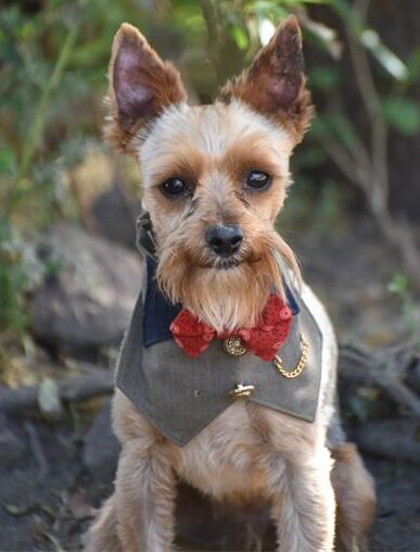 Houdini is a four-year-old male dachshund.
