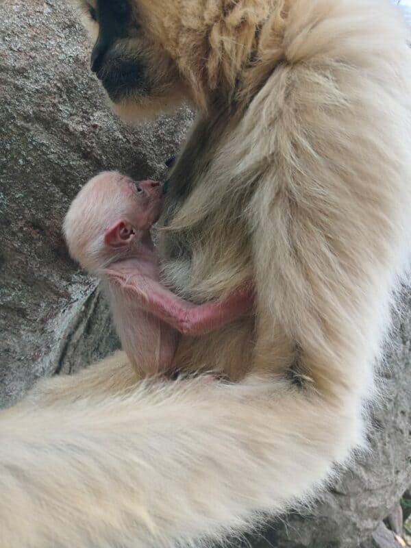 A new arrival at Johannesburg Zoo has visitors swinging with delight – meet Echo, the zoo’s newest baby gibbon.
