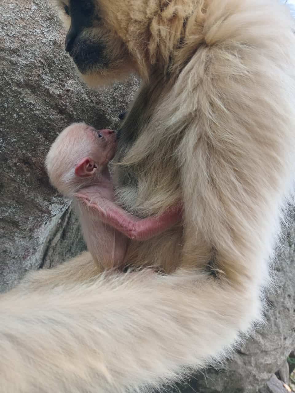 Johannesburg Zoo welcomes adorable baby gibbon