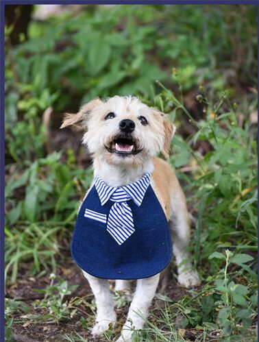 Find a furry friend at the Woodrock Pop-Up.