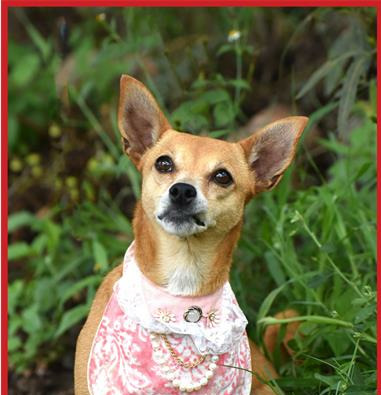 Find a furry friend at the Woodrock Pop-Up.