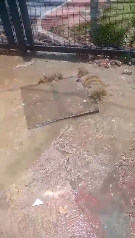 A blocked sewerage line has left raw sewage flowing through yards and into the street in Orange Grove, sparking frustration and health concerns as repairs drag on.