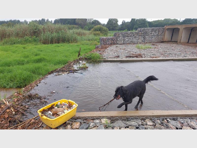 If you're looking for a pet friendly park to take your furry friend to over the weekend, look no further. We breakdown five of the best places to let your best friend run free.
Tags: Delta Park, Emmarentia Park, Sandton Field and Study Centre.