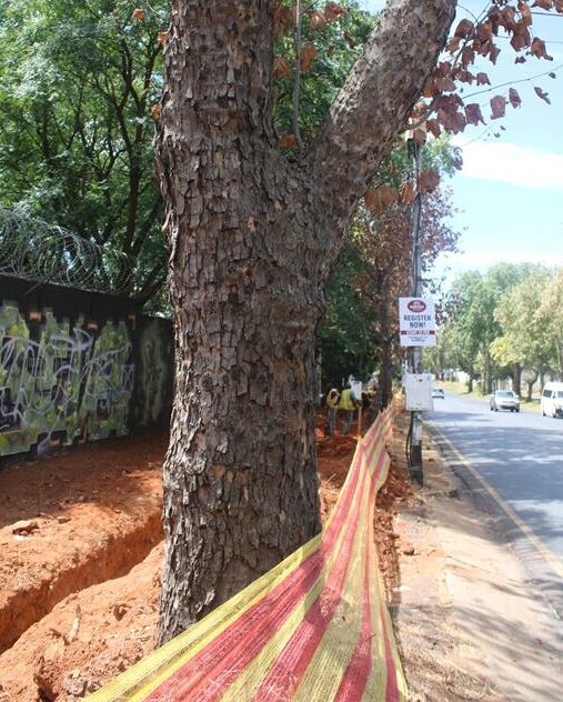 JCPZ found that the trees in Dunkeld were intentionally damaged, aimed at killing them.