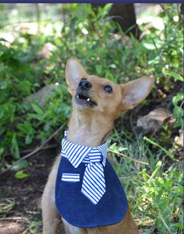 Find a furry friend at the Woodrock Pop-Up.