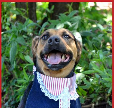 Visit the shop between 09:00 and 14:00 at The Garden Shop to view their selection of adoptable dogs.