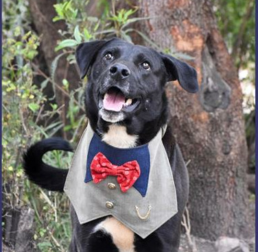 Find a furry friend at the Woodrock Pop-Up.