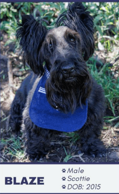 Blazie is a 10-year-old male Scottish terrier. Photo: Supplied