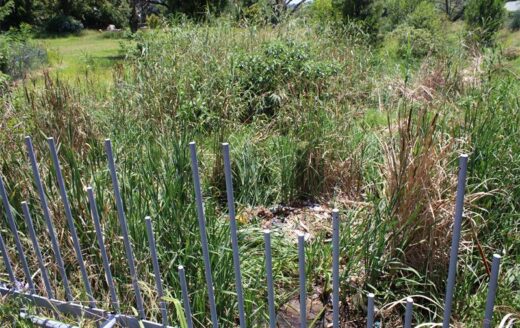 Overgrown weeds in the neglected Paterson Park in Norwood on February 11, 2026. Photo: Naziya Davids-Easthorpe