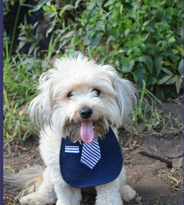 Find a furry friend at the Woodrock Pop-Up.