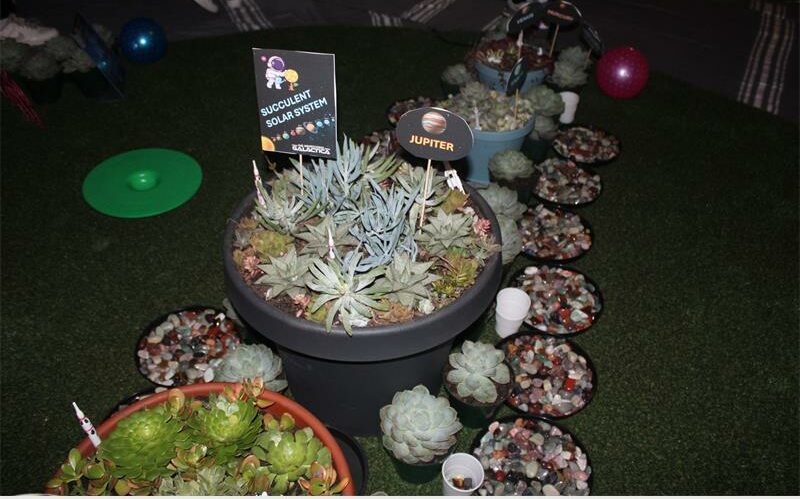 The succulent solar-system on May 13, 2026. Photo: Asanda Matlhare