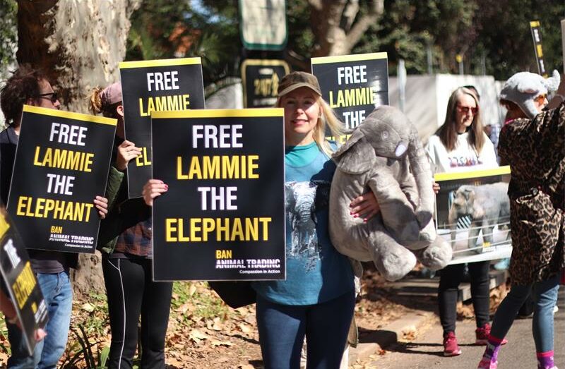 Liezel Basckin holds a large toy elephant on June 6, 2026, outside the Johannesburg Zoo during a protest held by Ban Animal Trading South Africa. Photo: Neo Phashe